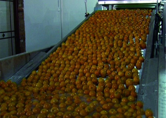 China Linha de produção vegetal inteligente sistemas do fruto de transporte de empacotamento automáticos fornecedor